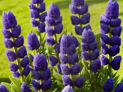 Lupinus Arboreus (Tree Lupine)