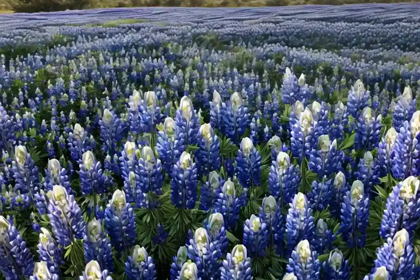 Lupinus havardii (big bend bluebonnet) — photo 3