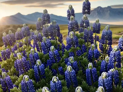 Lupinus Havardii (Big Bend Bluebonnet)
