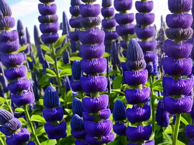 Lupinus Nanus (Sky Lupine)