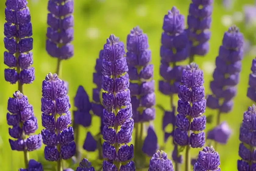 Lupinus perennis (wild lupine) — photo 2