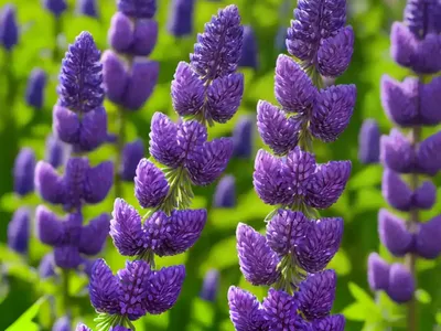 Lupinus Perennis (Wild Lupine)