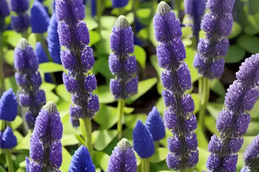 Lupinus polyphyllus (bigleaf lupine) — photo 3