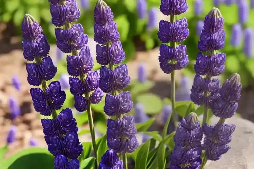 Lupinus rivularis (riverbank lupine) — photo 3