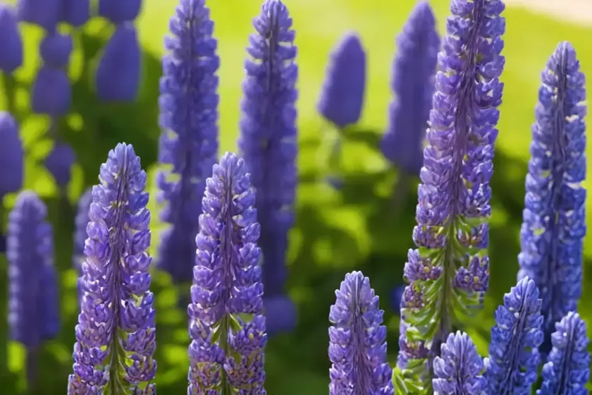 Lupinus succulentus (arroyo lupine) — photo 3