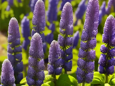 Lupinus Succulentus (Arroyo Lupine)