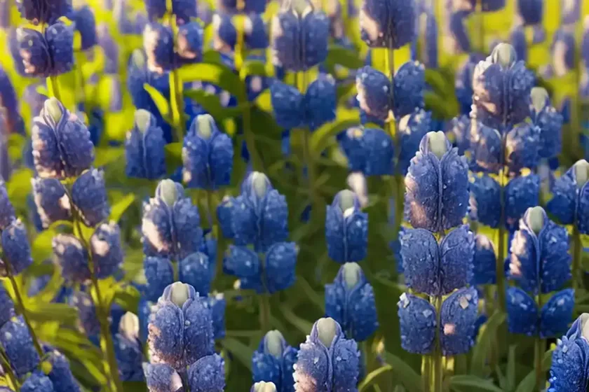 Lupinus texensis (texas bluebonnet) — photo 2