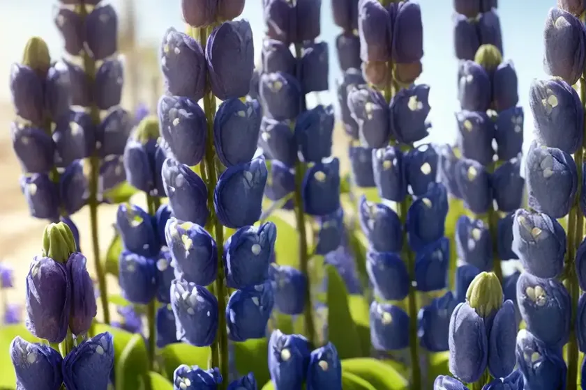 Lupinus texensis (texas bluebonnet) — photo 3
