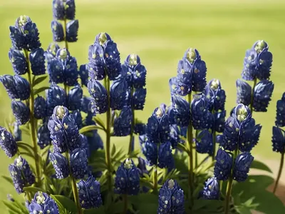 Lupinus Texensis (Texas Bluebonnet)