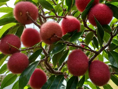Lychee Tree (Litchi Chinensis)