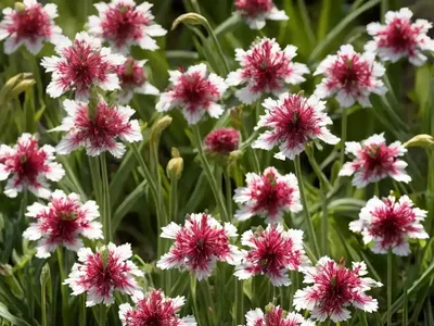 Lychnis Flos-cuculi ‘Petite Jenny’ (Ragged Robin)