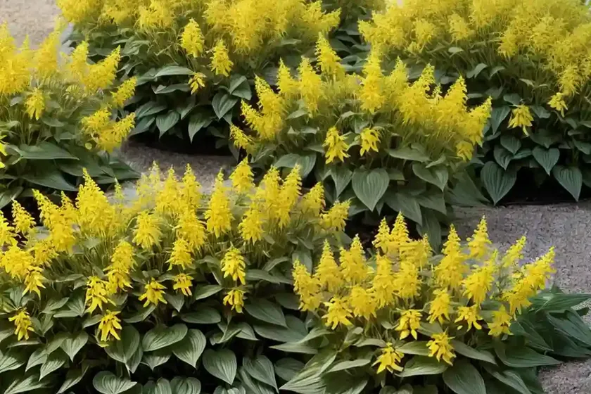 Lysimachia ciliata ‘firecracker’ (fringed loosestrife) — photo 3