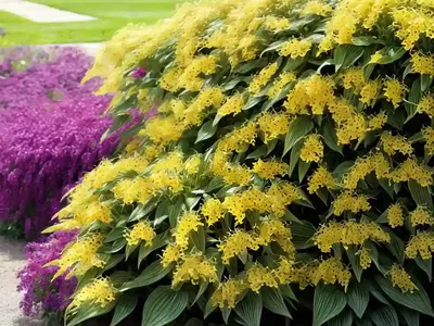 Lysimachia Ciliata ‘Firecracker’ (Fringed Loosestrife)