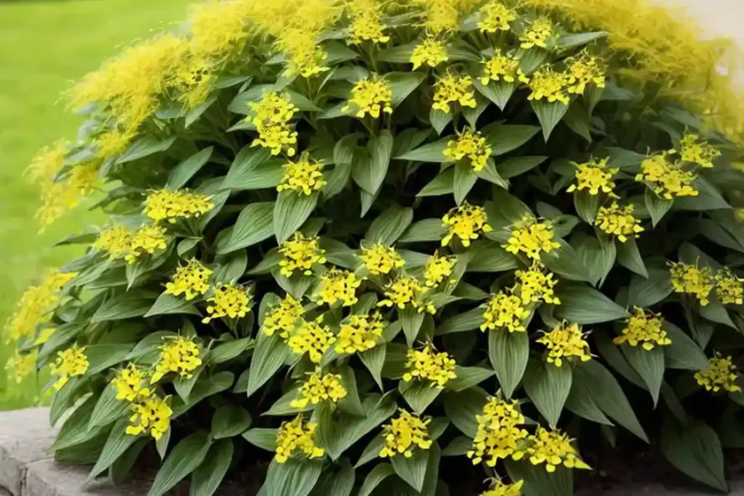 Lysimachia ciliata (fringed loosestrife) — photo 2