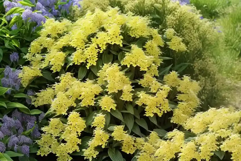 Lysimachia ciliata (fringed loosestrife) — photo 3