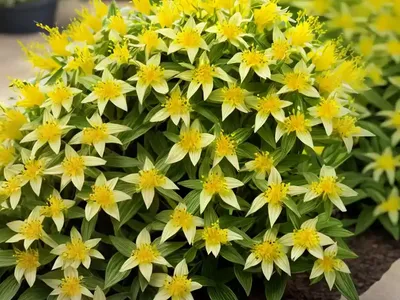 Lysimachia Ciliata (Fringed Loosestrife)