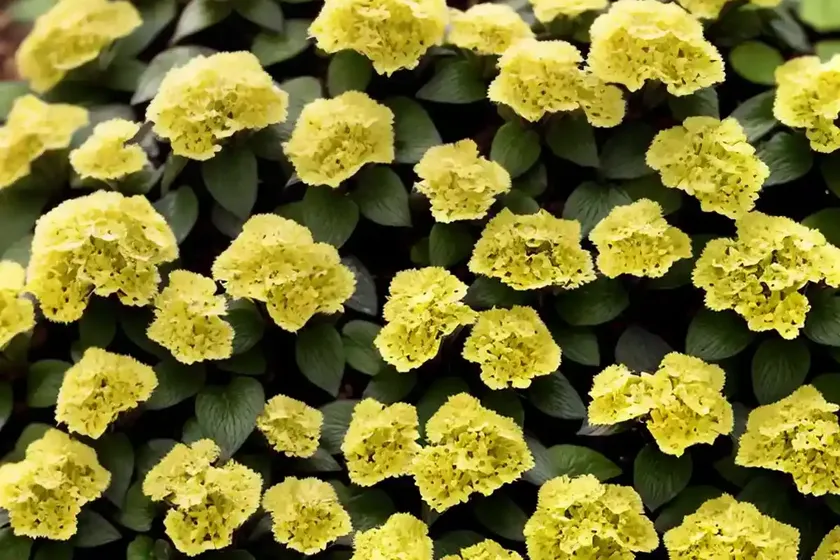 Lysimachia nummularia ‘aurea’ (golden creeping jenny) — photo 2