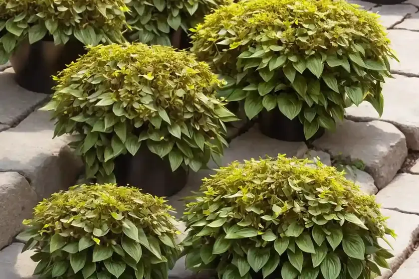 Lysimachia nummularia ‘aurea’ (golden creeping jenny) — photo 3
