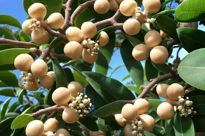 Macadamia nut (macadamia integrifolia) — photo 2
