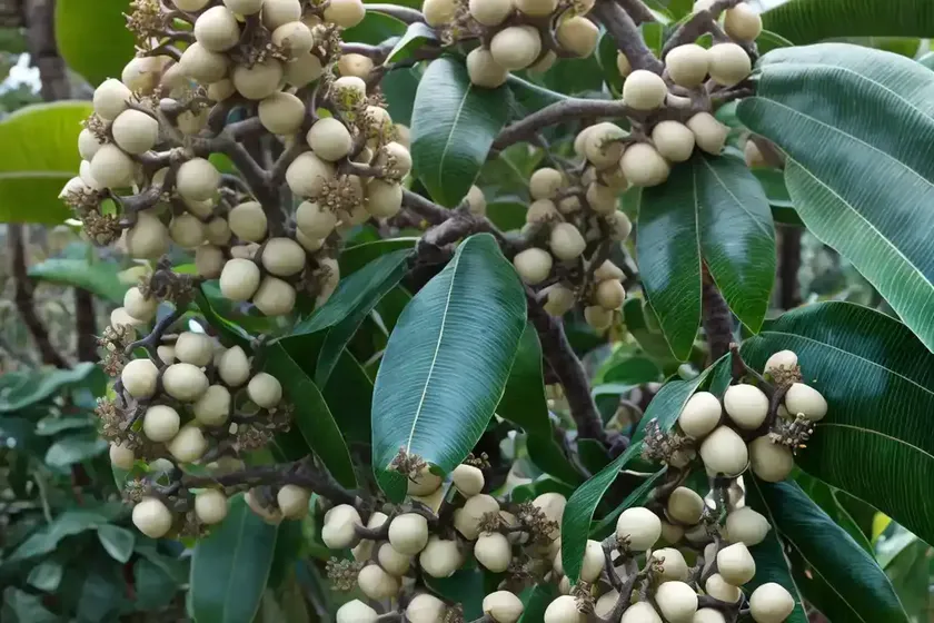 Maccadamia (macadamia integrifolia) — photo 3