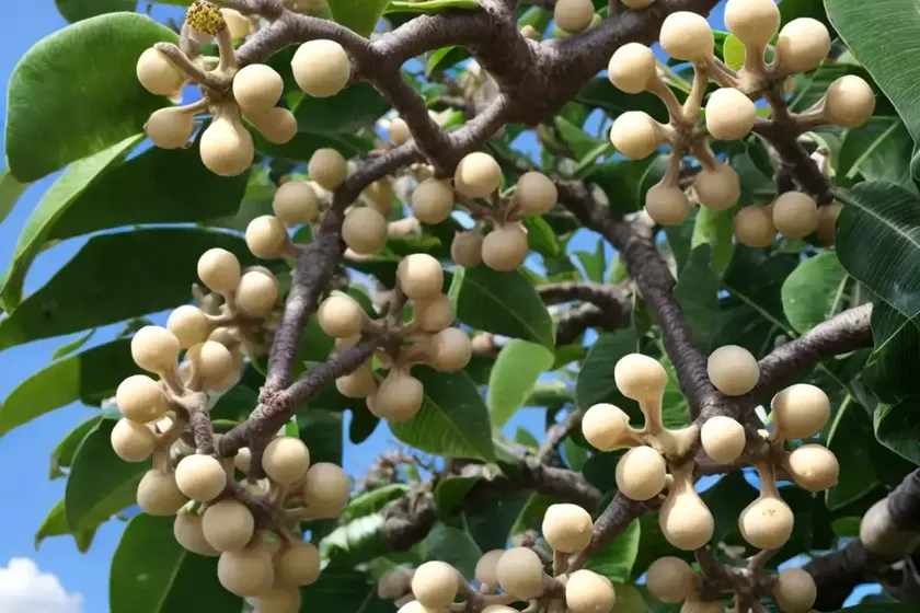 Maccadamia (macadamia integrifolia)