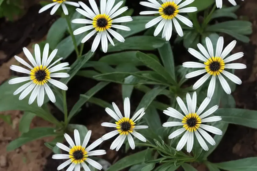 Machaeranthera tanacetifolia (tahoka daisy) — photo 2