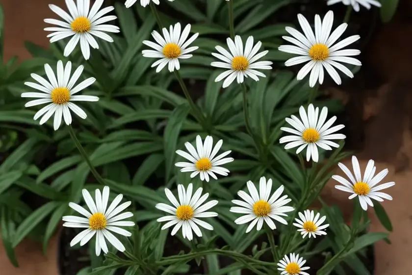 Machaeranthera tanacetifolia (tahoka daisy)