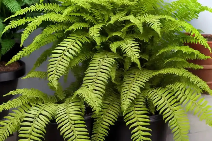 Macho fern (nephrolepis biserrata) — photo 2