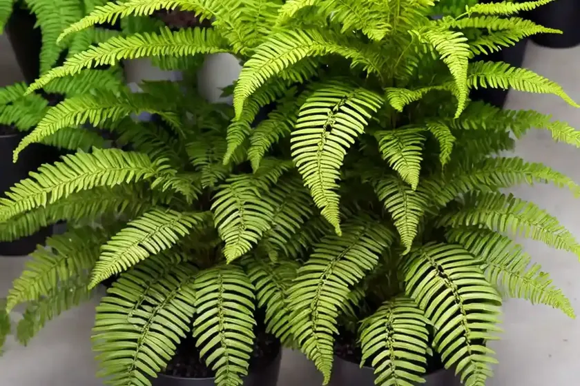 Macho fern (nephrolepis biserrata) — photo 3