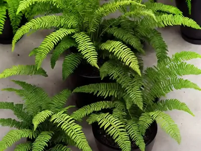 Macho Fern (Nephrolepis Biserrata)