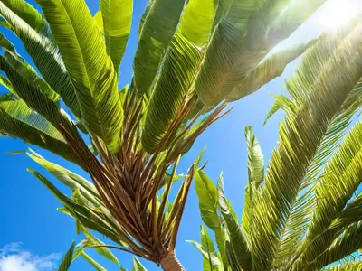 Macrozamia Moorei (Macrozamia Moorei)