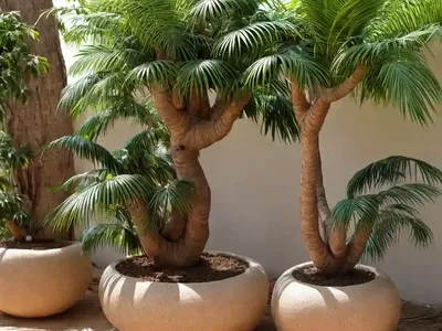 Madagascan Boab (Adansonia Gregorii)