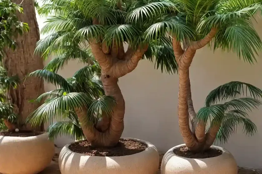 Madagascan boab (adansonia gregorii)