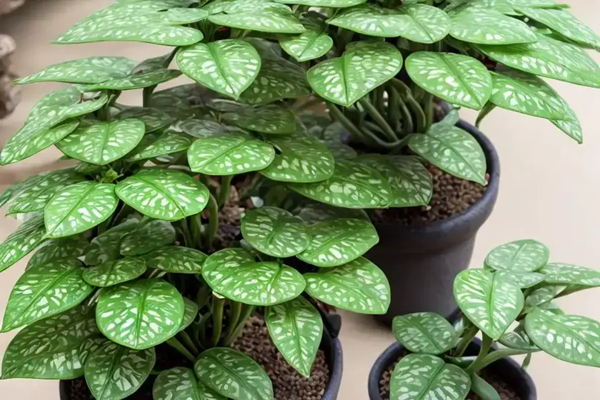 Madagascar jewel (euphorbia leuconeura) — photo 3
