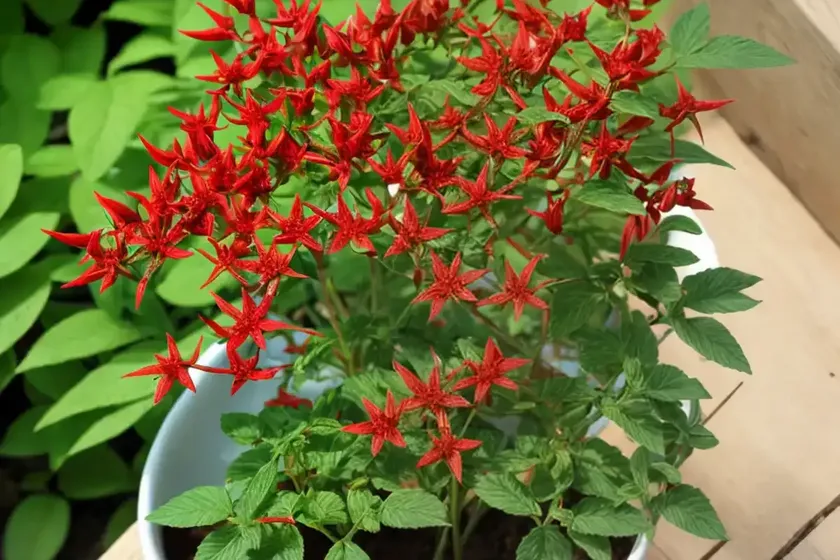 Madder (rubia tinctorum) — photo 3