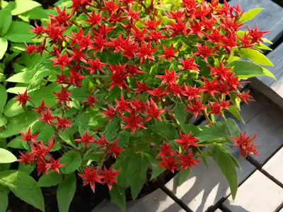Madder (Rubia Tinctorum)