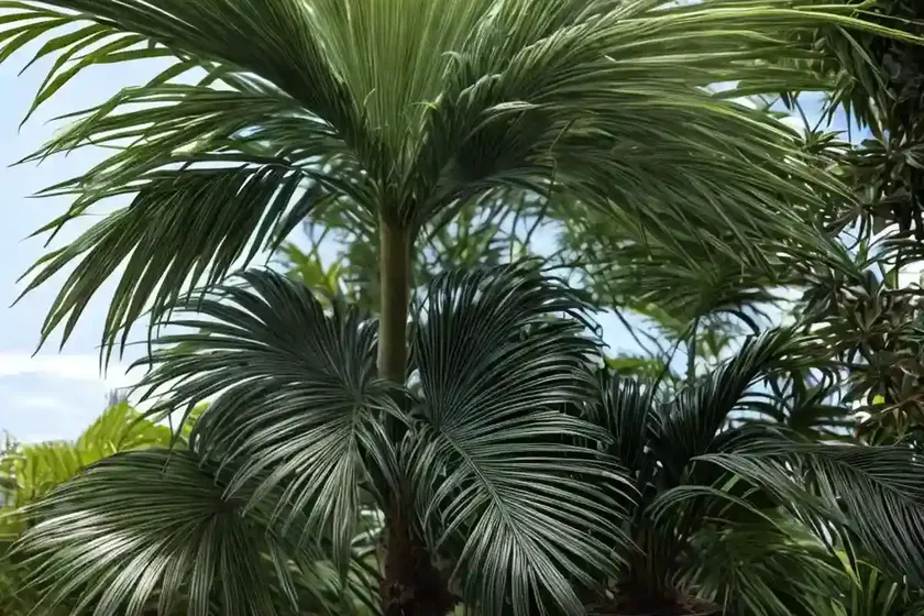 Madeira palm (acoelorrhaphe wrightii) — photo 2