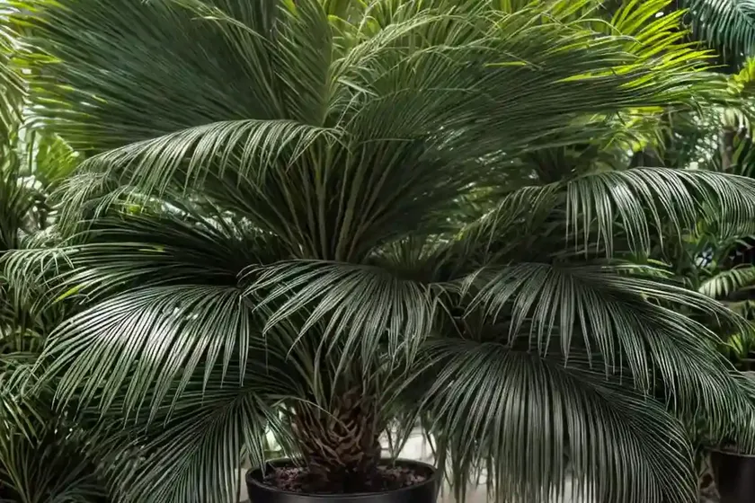 Madeira palm (acoelorrhaphe wrightii) — photo 3