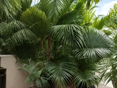 Madeira Palm (Acoelorrhaphe Wrightii)