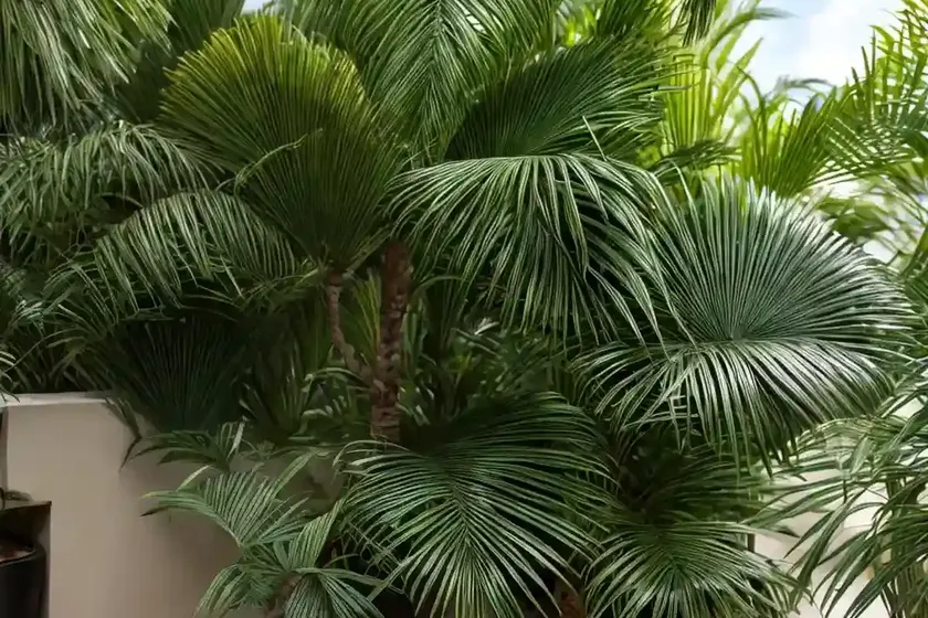 Madeira palm (acoelorrhaphe wrightii)