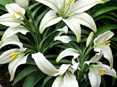 Madonna Lily (Lilium Candidum)