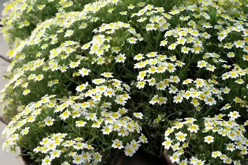Madwort (alyssum wulfenianum ‘golden spring’) — photo 3