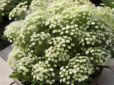 Madwort (Alyssum Wulfenianum ‘Golden Spring’)