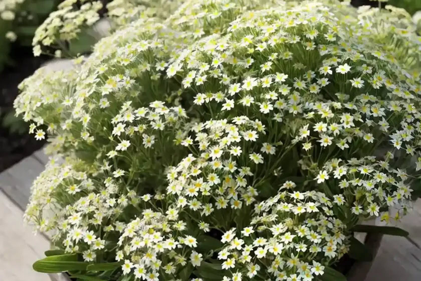 Madwort (alyssum wulfenianum ‘golden spring’)