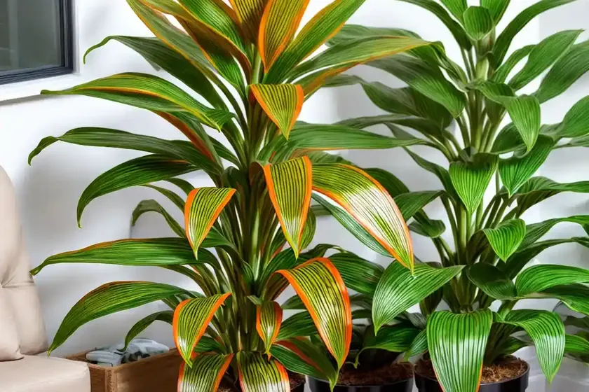 Magicstar prayer plant (stromanthe thalia ‘magicstar’) — photo 2