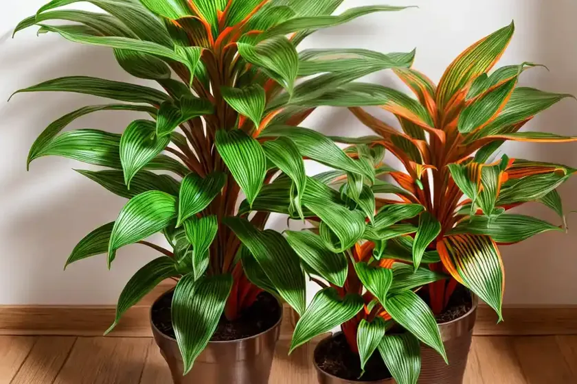 Magicstar prayer plant (stromanthe thalia ‘magicstar’) — photo 3