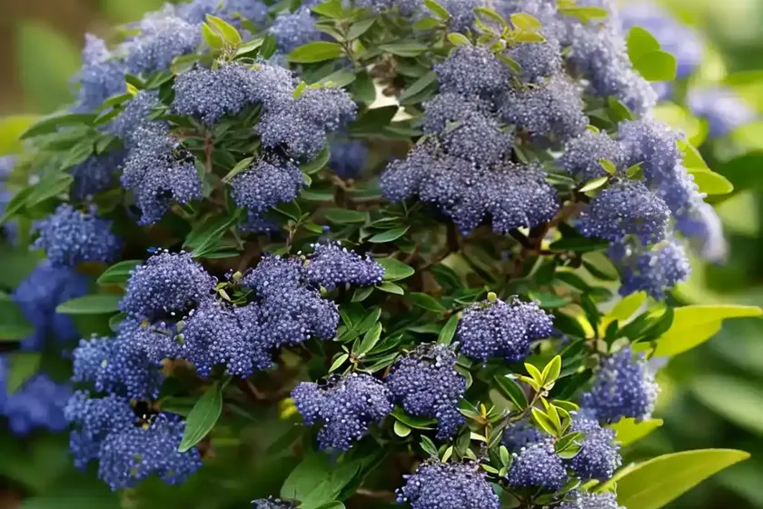 Mahala-mat (ceanothus prostratus) — photo 3