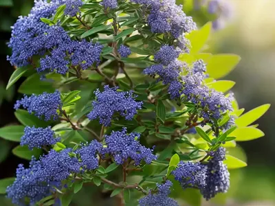 Mahala-mat (Ceanothus Prostratus)
