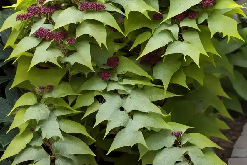 Mahonia bealei (leatherleaf mahonia) — photo 2