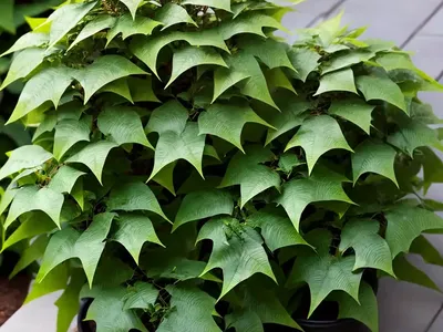 Mahonia Bealei (Leatherleaf Mahonia)